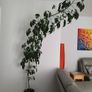 Tall Umbrella Plant Image 2