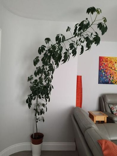 Tall Umbrella Plant