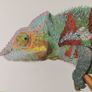 Pet portraits (colour pencils) Image 5
