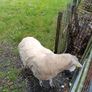 Dorset Ram Image 3