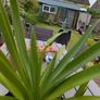 agapanthus plant Image 3