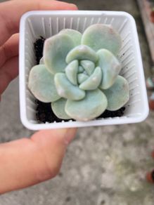plant