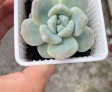plant
