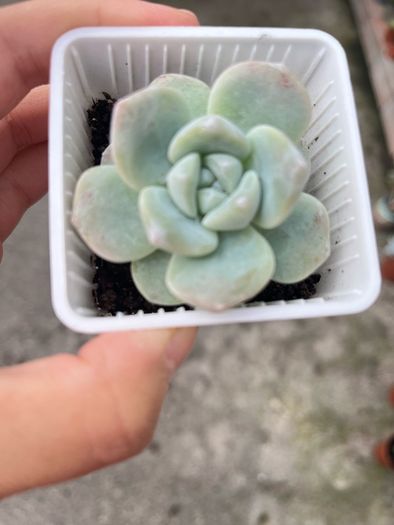 plant