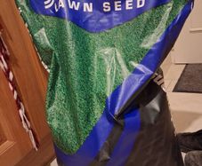 lawn seed