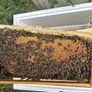 2027, Nucs Of Bees, Full Bee Hives Image 8