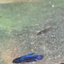 betta Image 3