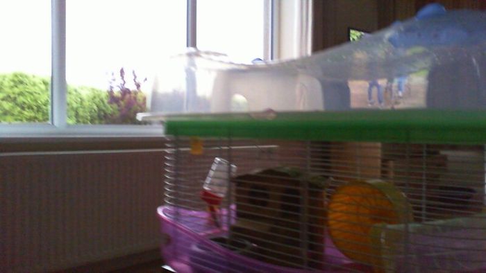 Hamster Cage