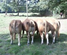 limousin  bulls