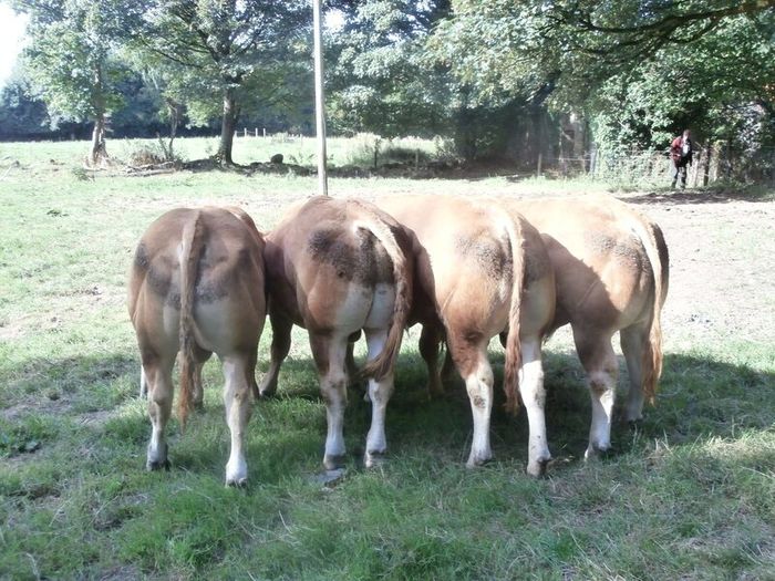 limousin  bulls