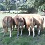 limousin  bulls Image 2