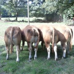 limousin  bulls