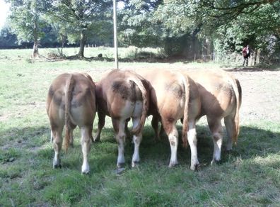 limousin  bulls