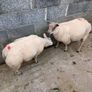Purebred Beltex ram lamb Image 6