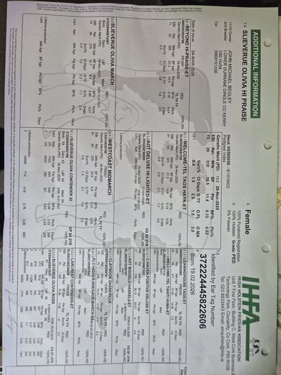 Six  Pedigree Registered Holstein Friesian Calves