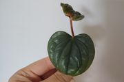 Anthurium Luxurians