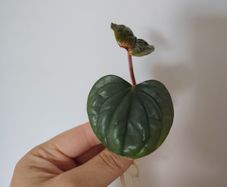 Anthurium Luxurians