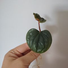 Anthurium Luxurians