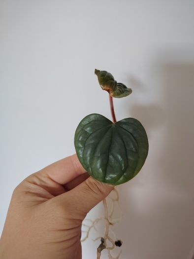 Anthurium Luxurians