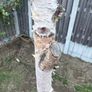 tree Image 6