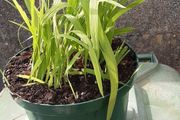 pot of Crocosmia