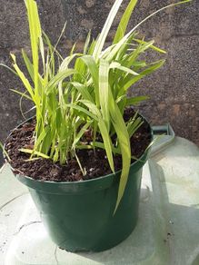 pot of Crocosmia (montpretia).