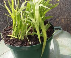 pot of Crocosmia
