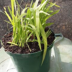 pot of Crocosmia