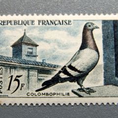 France 1957 Homing Pigeon