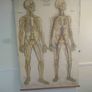 Antique Adam Rouilly Medical Chart Image 5