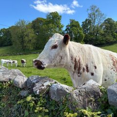Irish Moiled Cow