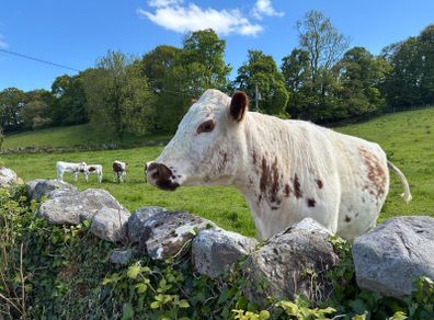 Irish Moiled Cow