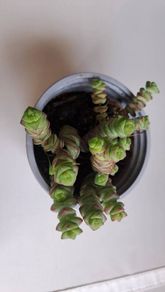 Crassula marnieriana_worm plant