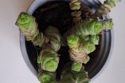 Crassula marnieriana_worm plant