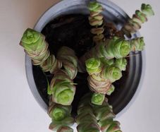 Crassula marnieriana_worm plant