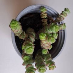 Crassula marnieriana_worm plant