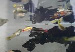 Guppies