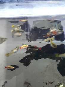 Guppies