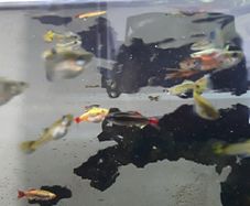 Guppies