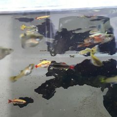 Guppies