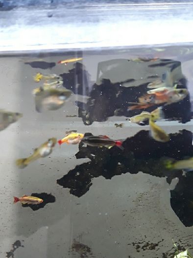 Guppies