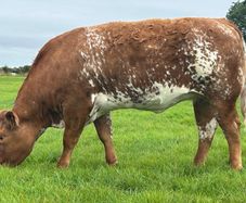 In Calf Heifers Oct 10th Ballinasloe Mart