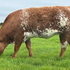 In Calf Heifers Oct 10th Ballinasloe Mart