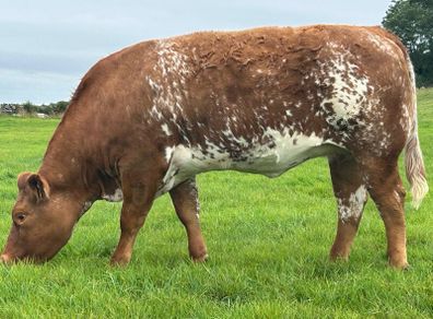 In Calf Heifers Oct 10th Ballinasloe Mart
