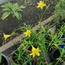 Mixed day lillies Image 6