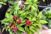 garden plants