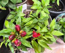 garden plants