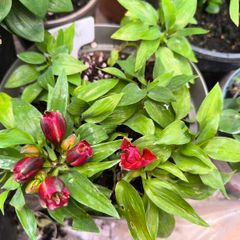 garden plants