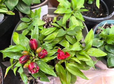 garden plants
