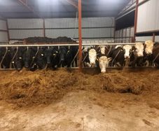 Silage/haylage      15 bales